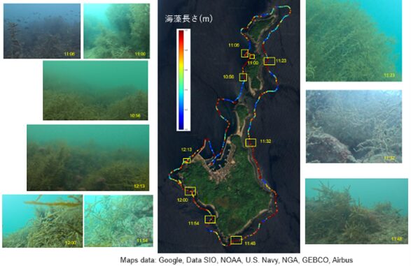 野島沿岸海域の藻高分布図